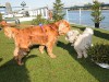 Auf Flusskreuzfahrt mit Hund