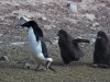 Adelie-Pinguin mit zwei halbwüchsigen Küken