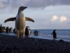 Baily Head Beach: Strand der Pinguine