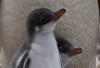 Eselspinguin-Küken