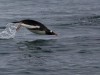Springender Eselspinguin