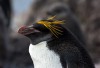 Mr. Macaroni, der coolste Pinguin der Insel