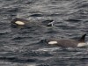 Orcas auf der Jagd