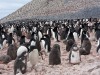 Kolonie von Adelie-Pinguinen auf Poulet Island