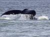 Whale Watching (Bild: 2009, Alaska)