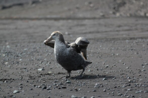 Riesensturmvogel