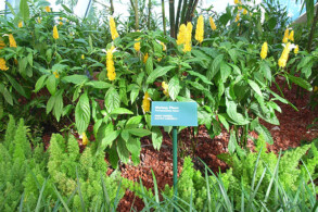 Shrimp Plant
