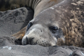 Robben, Wale, Vögel