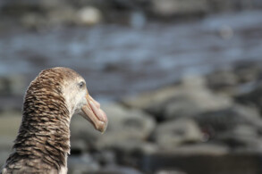 Riesensturmvogel