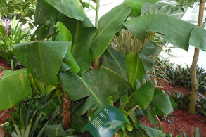 Bananenstaude