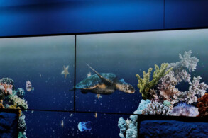 Treppenhaus - Aquarium-Displays