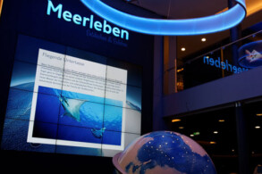 Meerleben