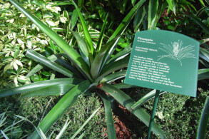 Ananas