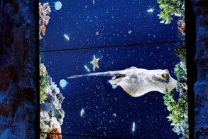 Treppenhaus - Aquarium-Displays