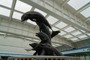 Pooldeck
