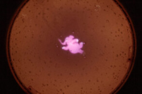 Pink Champagne-Bar