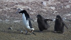 Adelie-Pinguin mit zwei halbwüchsigen Küken