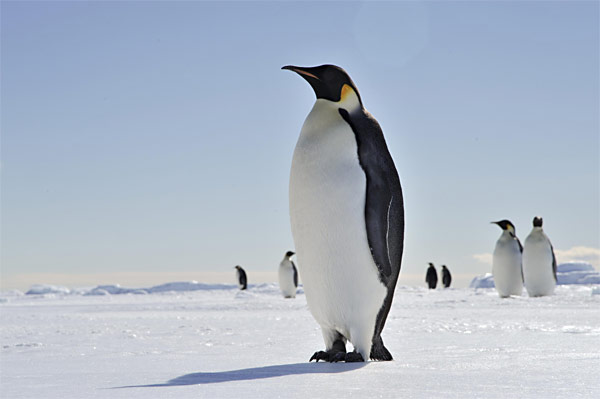 Kaiserpinguin in der Antarktis