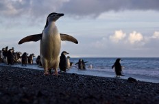 Zügelpinguin am Baily Head Beach