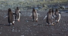 Eselspinguine auf Livingston Island