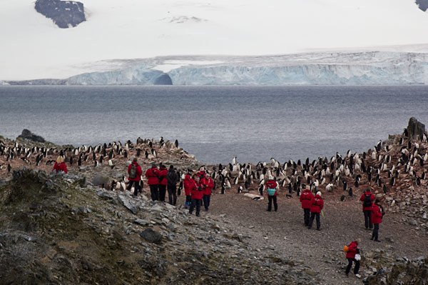 Pinguin-Kolonie in Half Moon Bay