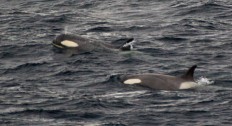 Orcas auf der Jagd