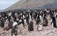 Kolonie von Adelie-Pinguinen auf Poulet Island