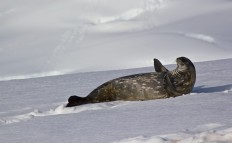 Weddell-Robbe