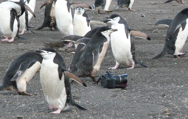 Videoaufnahmen am Baily Head Beach