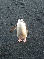 Zügelpinguin auf Cuverville Island