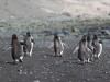 Eselspinguine auf Livingston Island Eselspinguine auf Livingston Island