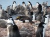 Macaroni-Pinguin mitten in der Zügelpinguin-Kolonie