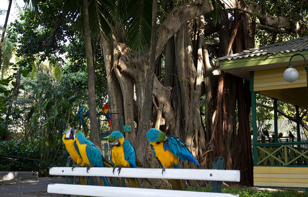 Aras im Cruise Terminal Cartagena