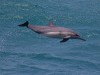 Delfin-Kunststücke für die Passagiere, trotz offenbar einer Verletzung an der Seite