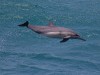 Delfin-Kunststücke für die Passagiere, trotz offenbar einer Verletzung an der Seite Delfin-Kunststücke für die Passagiere, trotz offenbar einer Verletzung an der Seite