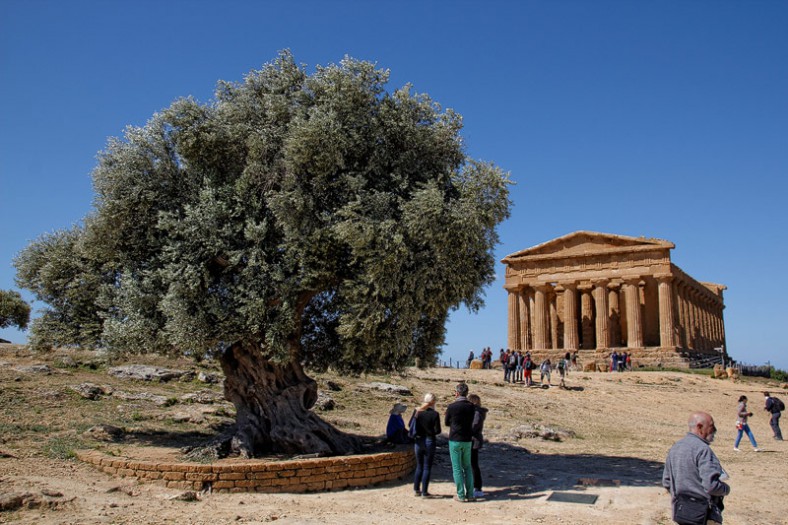 Concordia-Tempel mit Olivenbaum aus dem 6. Jahrhundert