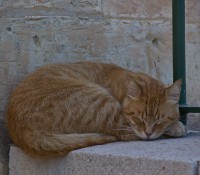 Vallettas Katzen