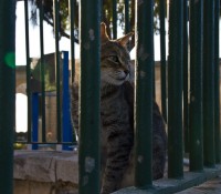 Vallettas Katzen