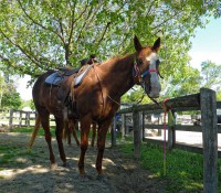 "Mein" Pferd "Fancy"