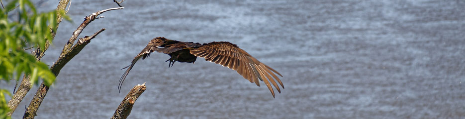 Truthahngeier über dem Mississippi River bei Hannibal, Missouri
