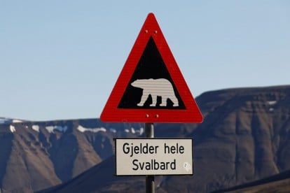 Auf der Suche nach den Eisbären