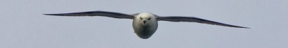Sturmvogel in der Dänemarkstraße