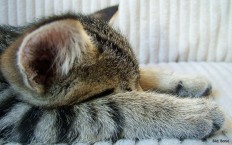 Jetlag-Bekämpfung auf Katzen-Art (Bild: Bonio, CC BY 2.0)