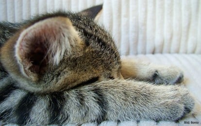 Jetlag-Bekämpfung auf Katzen-Art (Bild: Bonio, CC BY 2.0)