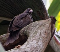 Schwarzer Papagei