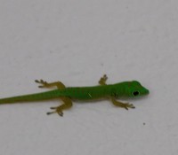 liebenswerte Mitbewohner: kleine Geckos
