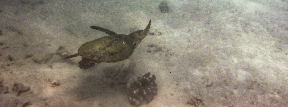 Grüne Meeresschildkröte vor St. Anne, Seychellen