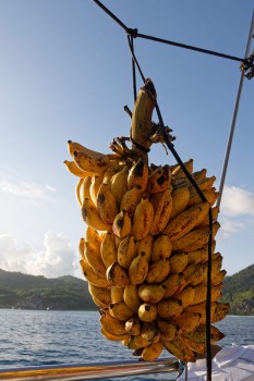 Bananen-Staude: Für den kleinen Hunger zwischendurch