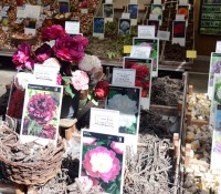 Hier gibt es alle möglichen Blumen