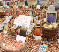Natürlich, Tulpen von Amsterdam